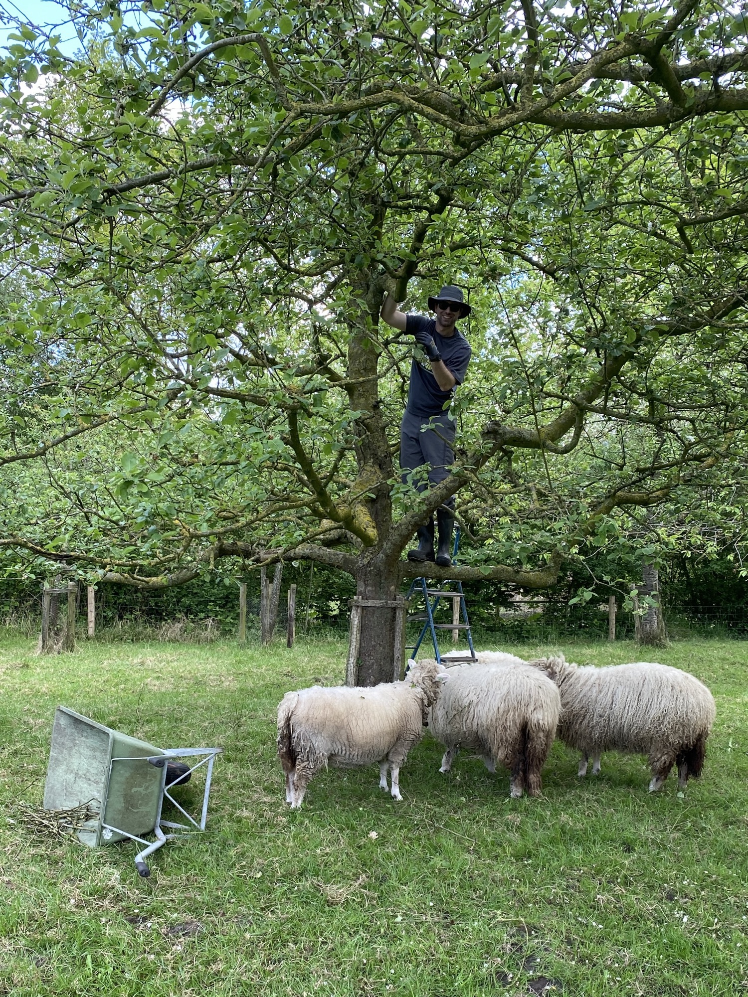 Final days on the farm (and in the Netherlands!)